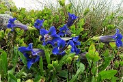 77 Genziana di Clusius (Gentiana clusii)